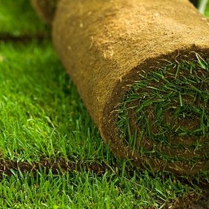 Травяное покрытие – разновидности, требования и цены